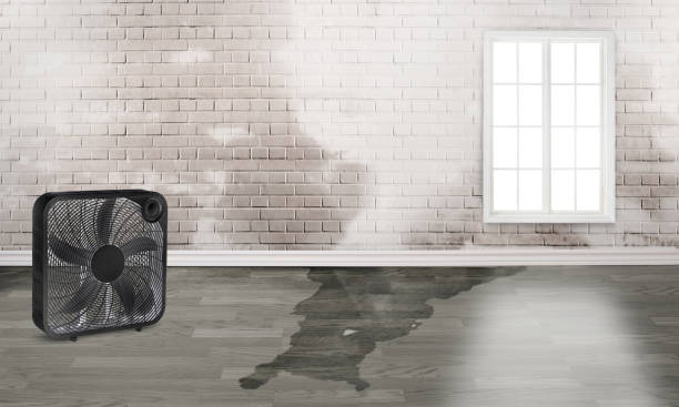 Best Water damage contractors near me  in Litchfield Beach, SC
